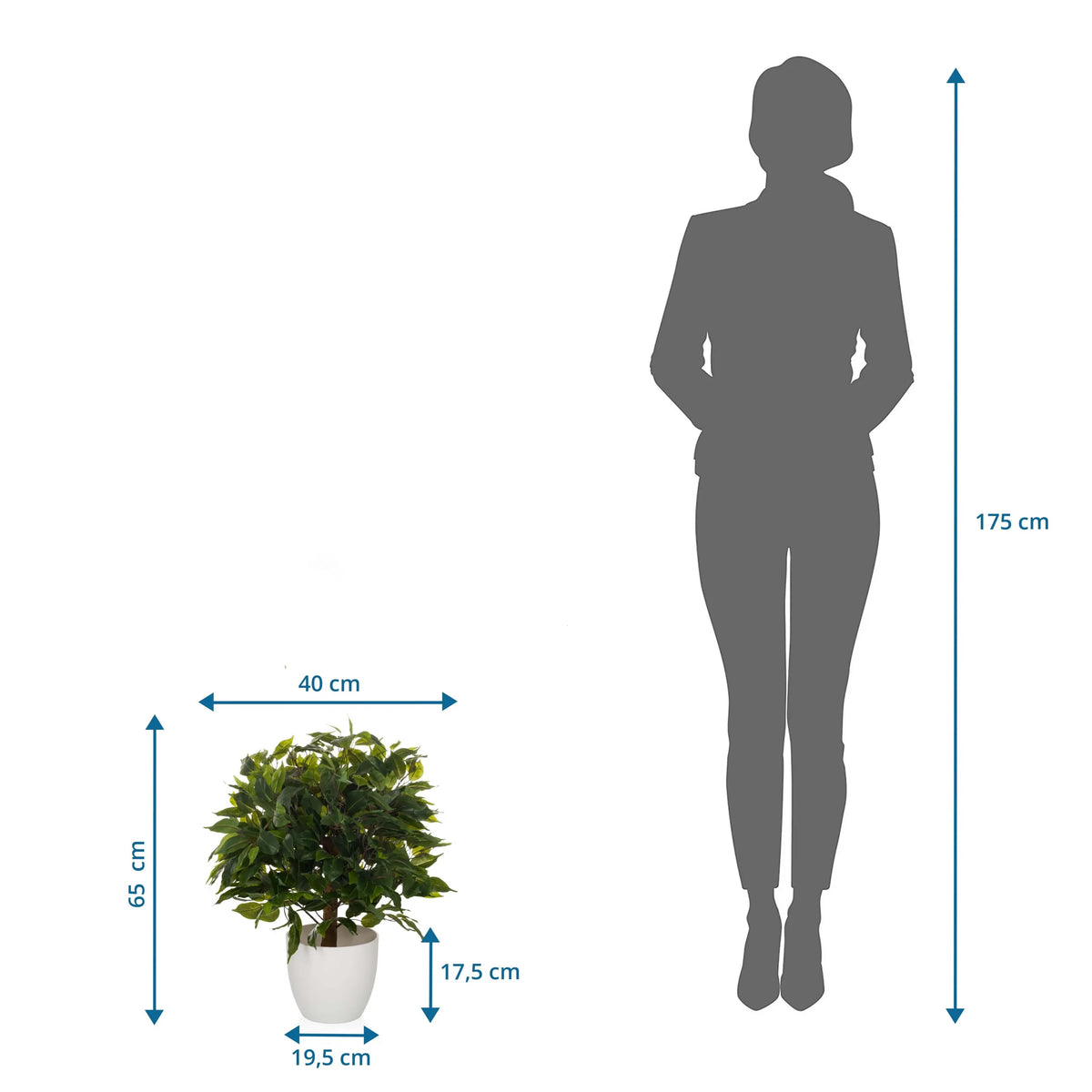 Måltegning af den Kunstige plante FICUS II med en højde på 65 cm og bredde på 40 cm fra hjh OFFICE