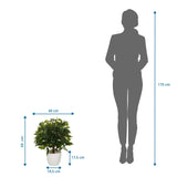 Måltegning af den Kunstige plante FICUS II med en højde på 65 cm og bredde på 40 cm fra hjh OFFICE