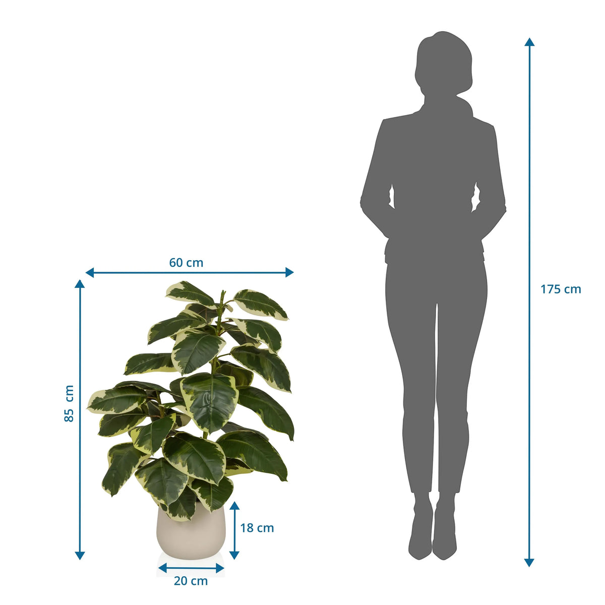 Måltegning af den Kunstige plante Ficus 3 med en højde på 85 cm og bredde på 60 cm fra hjh OFFICE