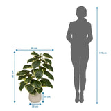 Måltegning af den Kunstige plante Ficus 3 med en højde på 85 cm og bredde på 60 cm fra hjh OFFICE