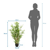 Måltegning af den Kunstige plante MINI BAMBUS med en højde på 100 cm og bredde på 60 cm fra hjh OFFICE