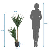 Måltegning af den Kunstige plante YUCCA med en højde på 135 cm og bredde på 50 cm fra hjh OFFICE