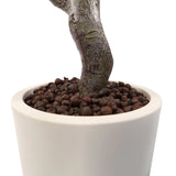 Stamme og hvid plantepotte med lerperler fra den Kunstige plante Garcinia fra hjh OFFICE