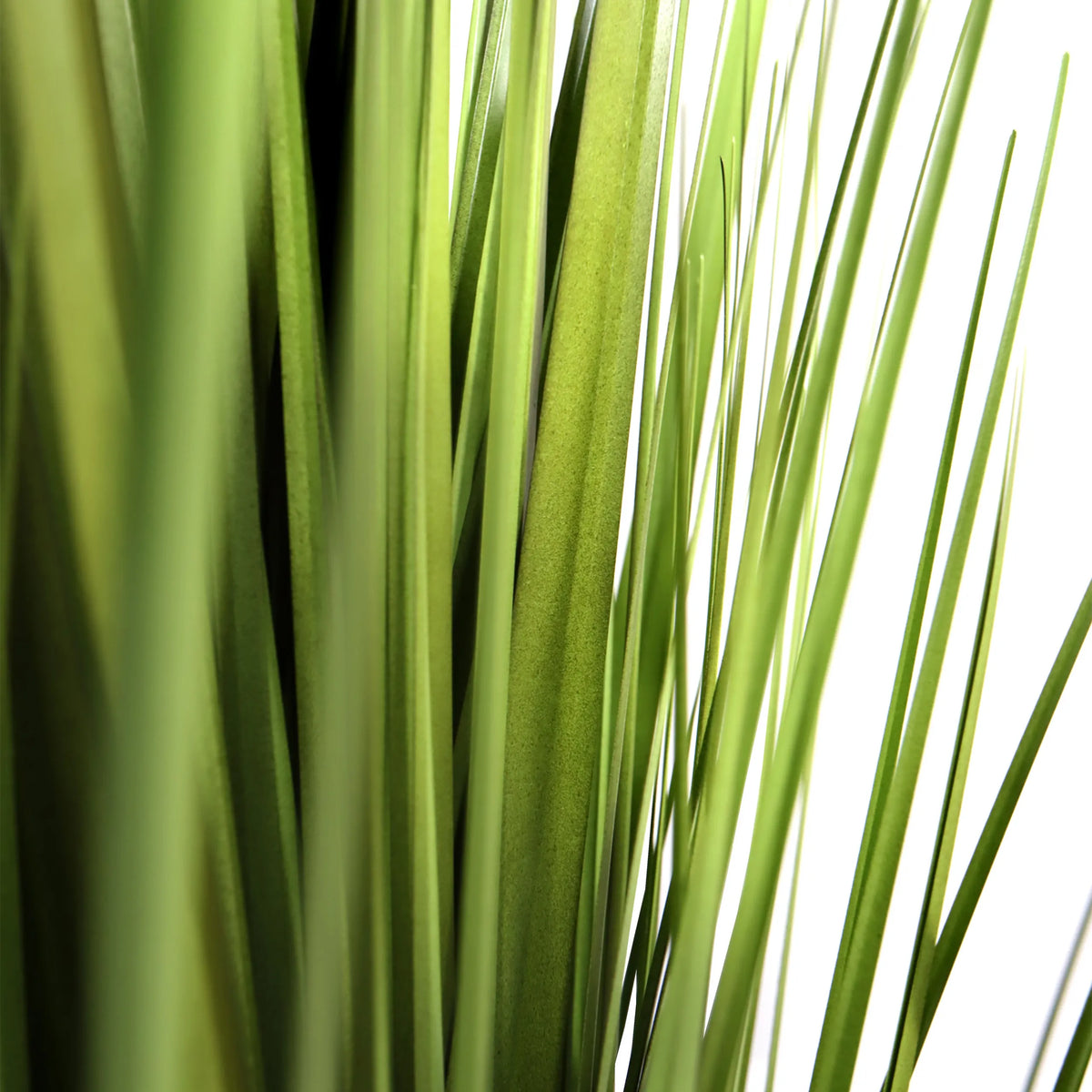 Grønne blade fra den kunstige plante CORTADERIA fra hjh OFFICE