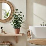 Grøn kunstige plante Eucalyptus i en terracottafarvet potte på en træhylde fra hjh OFFICE