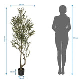 Måltegning af den Kunstige plante OLIVE I med en højde på 172 cm fra hjh OFFICE