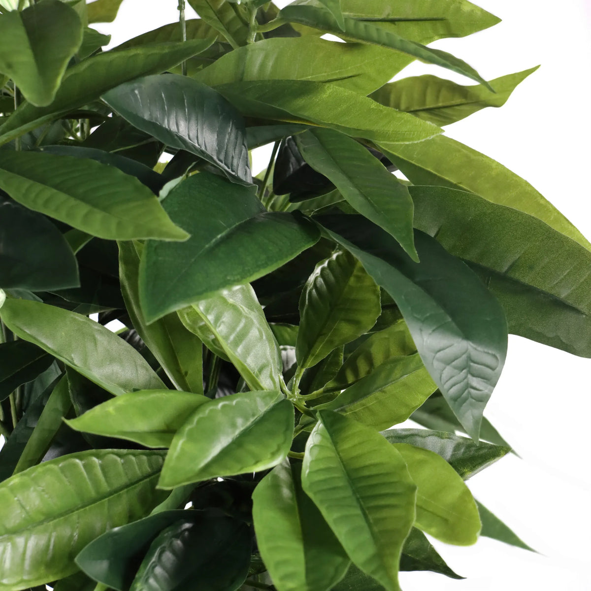 Grønne blade fra den Kunstige plante PACHIRA fra hjh OFFICE