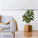 Kunstig plante Ficus 3 i grøn og hvid i en hvid potte på en træfod fra hjh OFFICE