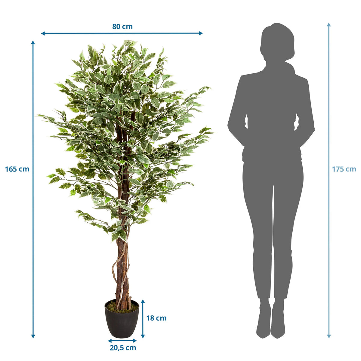 Måltegning af den Kunstige plante FICUS med en højde på 165 cm og bredde på 80 cm fra hjh OFFICE