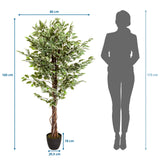 Måltegning af den Kunstige plante FICUS med en højde på 165 cm og bredde på 80 cm fra hjh OFFICE