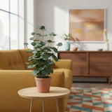 Grøn Kunstige plante Eucalyptus i en terrakottafarvet potte på et sidebord fra hjh OFFICE