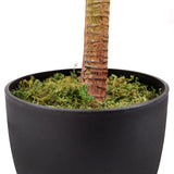 Stamme og sort plantepotte med grønt mos fra den kunstige plante DRACAENA I fra hjh OFFICE