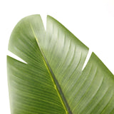 Grønt blad fra den Kunstige plante BANANE fra hjh OFFICE