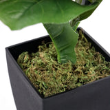 Sort kvadratisk urtepotte med grønt mos fra den Kunstige plante LYRATA fra hjh OFFICE