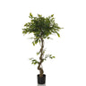 Grøn Kunstige plante FICUS I med snoet stamme i en sort potte fra hjh OFFICE
