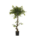 Grøn Kunstige plante FICUS I med snoet stamme i en sort potte fra hjh OFFICE