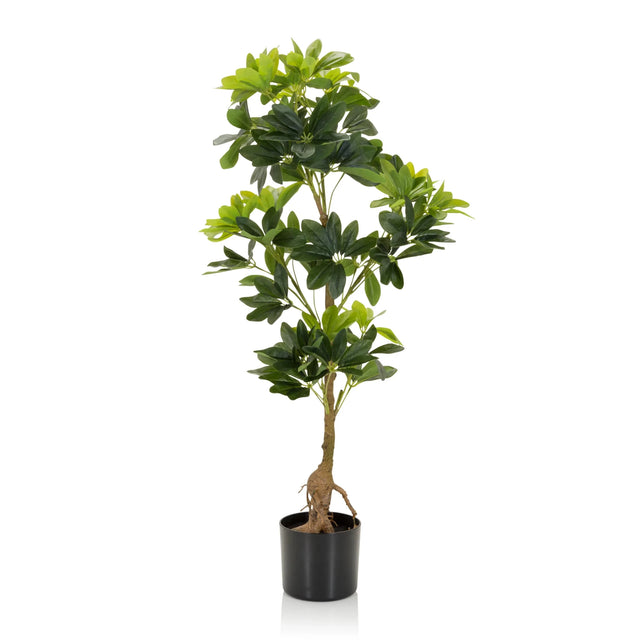Grøn Kunstige plante SCHEFFLERA med blanke blade i en sort potte fra hjh OFFICE